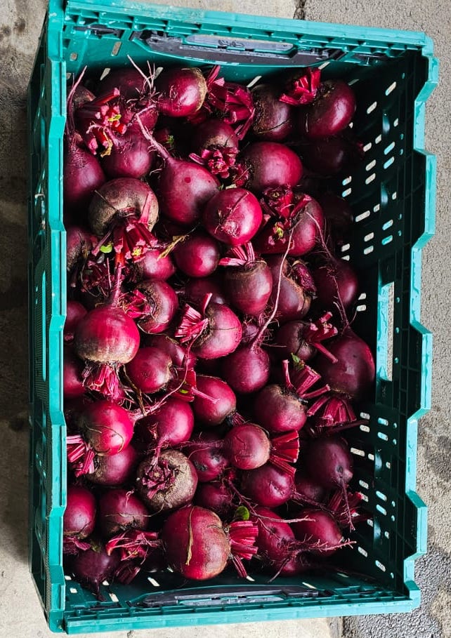 Fresh beetroot