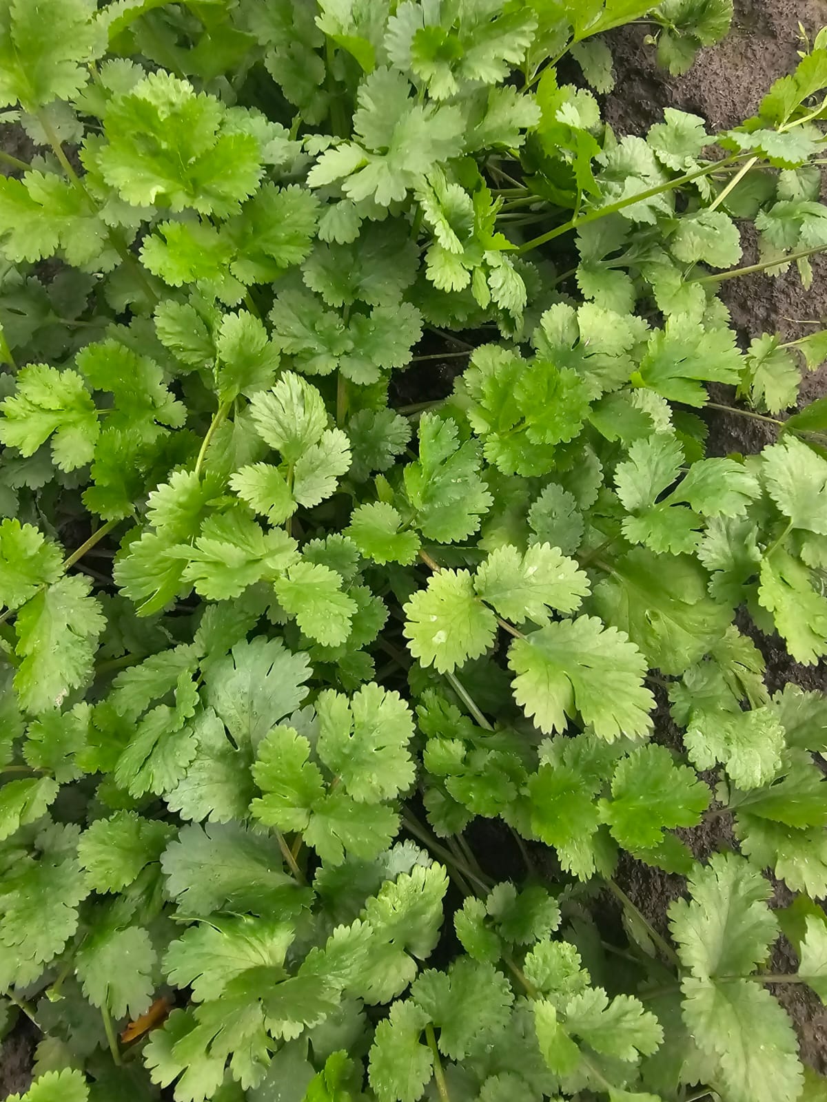 Fresh Coriander