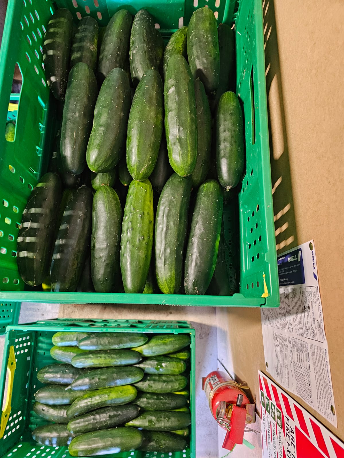 Cucumber