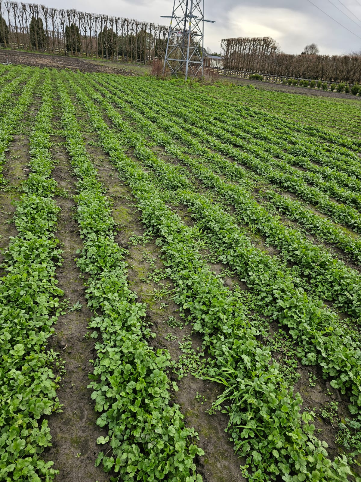 Family farming heritage