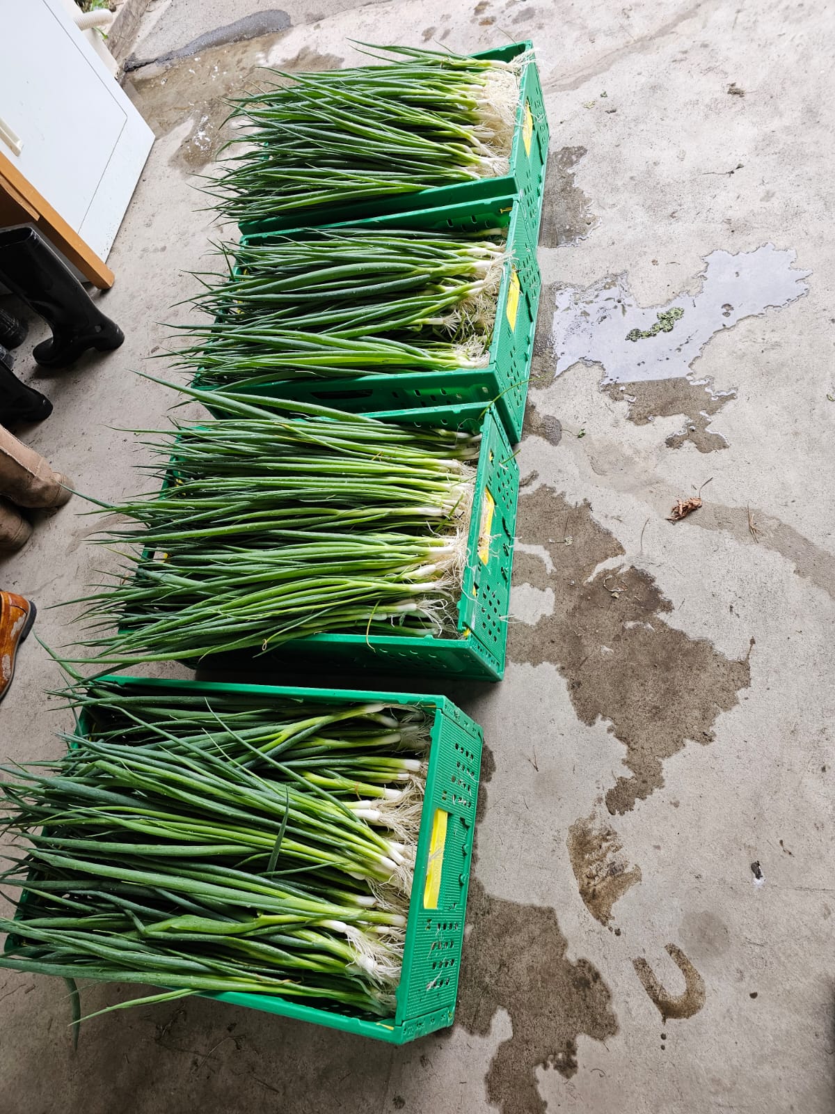 Spring Onion