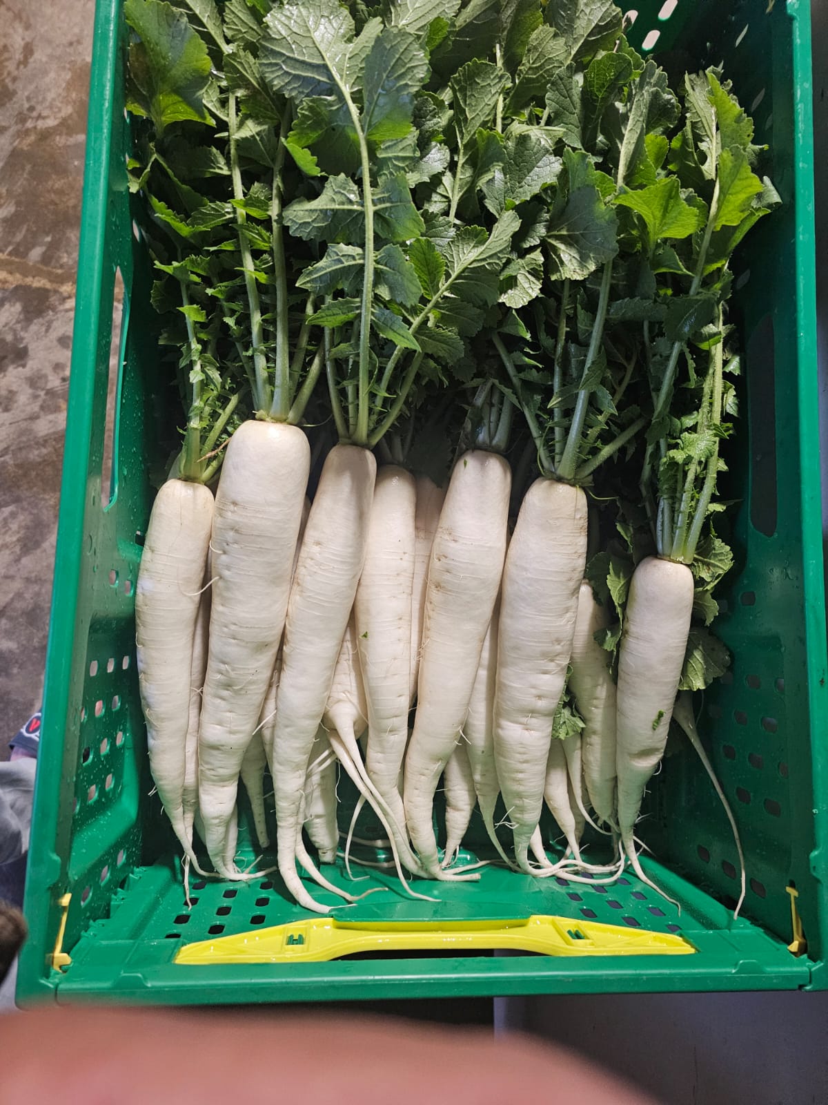 Crisp Radish
